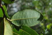 <strong>Annonaceae - Xylopia richardii - Boivin ex Baill.</strong><br />© Sarrailh Jean-Michel / CIRAD