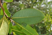 <strong>Annonaceae - Xylopia richardii - Boivin ex Baill.</strong><br />© Sarrailh Jean-Michel / CIRAD