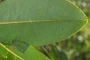 <strong>Annonaceae - Xylopia richardii - Boivin ex Baill.</strong><br />© Sarrailh Jean-Michel / CIRAD