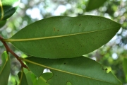 <strong>Annonaceae - Xylopia richardii - Boivin ex Baill.</strong><br />© Sarrailh Jean-Michel / CIRAD