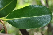 <strong>Annonaceae - Xylopia richardii - Boivin ex Baill.</strong><br />© Sarrailh Jean-Michel / CIRAD