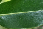 <strong>Annonaceae - Xylopia richardii - Boivin ex Baill.</strong><br />© Sarrailh Jean-Michel / CIRAD