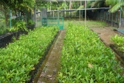 <strong>Rutaceae - Zanthoxylum heterophyllum - (Lam.) Sm.</strong><br />© Sarrailh Jean-Michel / CIRAD