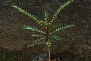 <strong>Rutaceae - Zanthoxylum heterophyllum - (Lam.) Sm.</strong><br />© Sarrailh Jean-Michel / CIRAD