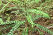 <strong>Rutaceae - Zanthoxylum heterophyllum - (Lam.) Sm.</strong><br />© Sarrailh Jean-Michel / CIRAD