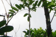 <strong>Rutaceae - Zanthoxylum heterophyllum - (Lam.) Sm.</strong><br />© Sarrailh Jean-Michel / CIRAD