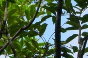<strong>Rutaceae - Zanthoxylum heterophyllum - (Lam.) Sm.</strong><br />© Sarrailh Jean-Michel / CIRAD