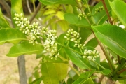 <strong>Rutaceae - Zanthoxylum heterophyllum - (Lam.) Sm.</strong><br />© Sarrailh Jean-Michel / CIRAD