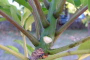 <strong>Rutaceae - Zanthoxylum heterophyllum - (Lam.) Sm.</strong><br />© Sarrailh Jean-Michel / CIRAD