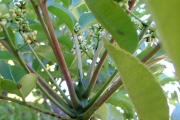 <strong>Rutaceae - Zanthoxylum heterophyllum - (Lam.) Sm.</strong><br />© Sarrailh Jean-Michel / CIRAD