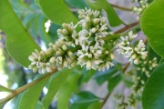 <strong>Rutaceae - Zanthoxylum heterophyllum - (Lam.) Sm.</strong><br />© Sarrailh Jean-Michel / CIRAD