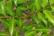 <strong>Rutaceae - Zanthoxylum heterophyllum - (Lam.) Sm.</strong><br />© Sarrailh Jean-Michel / CIRAD