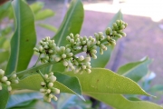 <strong>Rutaceae - Zanthoxylum heterophyllum - (Lam.) Sm.</strong><br />© Sarrailh Jean-Michel / CIRAD