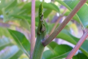 <strong>Rutaceae - Zanthoxylum heterophyllum - (Lam.) Sm.</strong><br />© Sarrailh Jean-Michel / CIRAD