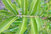 <strong>Rutaceae - Zanthoxylum heterophyllum - (Lam.) Sm.</strong><br />© Sarrailh Jean-Michel / CIRAD
