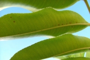 <strong>Rutaceae - Zanthoxylum heterophyllum - (Lam.) Sm.</strong><br />© Sarrailh Jean-Michel / CIRAD