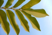 <strong>Rutaceae - Zanthoxylum heterophyllum - (Lam.) Sm.</strong><br />© Sarrailh Jean-Michel / CIRAD
