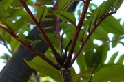 <strong>Rutaceae - Zanthoxylum heterophyllum - (Lam.) Sm.</strong><br />© Sarrailh Jean-Michel / CIRAD