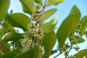 <strong>Rutaceae - Zanthoxylum heterophyllum - (Lam.) Sm.</strong><br />© Sarrailh Jean-Michel / CIRAD