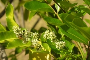<strong>Rutaceae - Zanthoxylum heterophyllum - (Lam.) Sm.</strong><br />© Sarrailh Jean-Michel / CIRAD