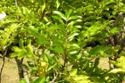 <strong>Rutaceae - Zanthoxylum heterophyllum - (Lam.) Sm.</strong><br />© Sarrailh Jean-Michel / CIRAD