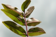 <strong>Rutaceae - Zanthoxylum heterophyllum - (Lam.) Sm.</strong><br />© Sarrailh Jean-Michel / CIRAD