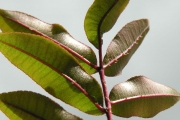 <strong>Rutaceae - Zanthoxylum heterophyllum - (Lam.) Sm.</strong><br />© Sarrailh Jean-Michel / CIRAD
