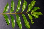 <strong>Rutaceae - Zanthoxylum heterophyllum - (Lam.) Sm.</strong><br />© Sarrailh Jean-Michel / CIRAD