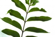 <strong>Rutaceae - Zanthoxylum heterophyllum - (Lam.) Sm.</strong><br />© Sarrailh Jean-Michel / CIRAD