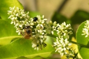 <strong>Rutaceae - Zanthoxylum heterophyllum - (Lam.) Sm.</strong><br />© Sarrailh Jean-Michel / CIRAD