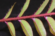 <strong>Rutaceae - Zanthoxylum heterophyllum - (Lam.) Sm.</strong><br />© Sarrailh Jean-Michel / CIRAD