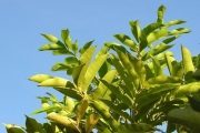 <strong>Rutaceae - Zanthoxylum heterophyllum - (Lam.) Sm.</strong><br />© Sarrailh Jean-Michel / CIRAD