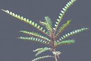 <strong>Rutaceae - Zanthoxylum heterophyllum - (Lam.) Sm.</strong><br />© Sarrailh Jean-Michel / CIRAD