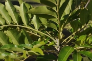 <strong>Rutaceae - Zanthoxylum heterophyllum - (Lam.) Sm.</strong><br />© Sarrailh Jean-Michel / CIRAD