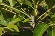 <strong>Rutaceae - Zanthoxylum heterophyllum - (Lam.) Sm.</strong><br />© Sarrailh Jean-Michel / CIRAD