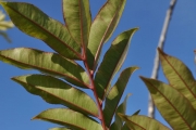 <strong>Rutaceae - Zanthoxylum heterophyllum - (Lam.) Sm.</strong><br />© Sarrailh Jean-Michel / CIRAD