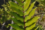 <strong>Rutaceae - Zanthoxylum heterophyllum - (Lam.) Sm.</strong><br />© Sarrailh Jean-Michel / CIRAD
