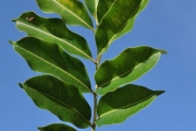 <strong>Rutaceae - Zanthoxylum heterophyllum - (Lam.) Sm.</strong><br />© Sarrailh Jean-Michel / CIRAD