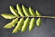 <strong>Rutaceae - Zanthoxylum heterophyllum - (Lam.) Sm.</strong><br />© Sarrailh Jean-Michel / CIRAD
