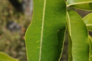 <strong>Rutaceae - Zanthoxylum heterophyllum - (Lam.) Sm.</strong><br />© Sarrailh Jean-Michel / CIRAD