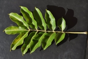 <strong>Rutaceae - Zanthoxylum heterophyllum - (Lam.) Sm.</strong><br />© Sarrailh Jean-Michel / CIRAD