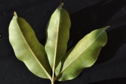 <strong>Rutaceae - Zanthoxylum heterophyllum - (Lam.) Sm.</strong><br />© Sarrailh Jean-Michel / CIRAD