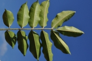 <strong>Rutaceae - Zanthoxylum heterophyllum - (Lam.) Sm.</strong><br />© Sarrailh Jean-Michel / CIRAD