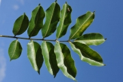 <strong>Rutaceae - Zanthoxylum heterophyllum - (Lam.) Sm.</strong><br />© Sarrailh Jean-Michel / CIRAD