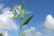 <strong>Euphorbiaceae - Caperonia palustris (L.) A.St.-Hil.</strong><br />© Pascal MARNOTTE / CIRAD