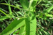 <strong>Euphorbiaceae - Caperonia palustris (L.) A.St.-Hil.</strong><br />© Pascal MARNOTTE / CIRAD