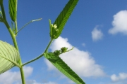<strong>Euphorbiaceae - Caperonia palustris (L.) A.St.-Hil.</strong><br />© Pascal MARNOTTE / CIRAD