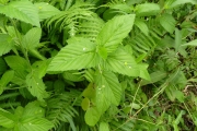 <strong>Euphorbiaceae - Caperonia palustris (L.) A.St.-Hil.</strong><br />© Pascal MARNOTTE / CIRAD