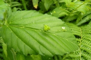 <strong>Euphorbiaceae - Caperonia palustris (L.) A.St.-Hil.</strong><br />© Pascal MARNOTTE / CIRAD