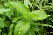 <strong>Euphorbiaceae - Caperonia palustris (L.) A.St.-Hil.</strong><br />© Pascal MARNOTTE / CIRAD